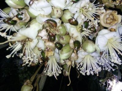 Bọ cánh cứng - nỗi trăn trở của bà con trồng sầu riêng