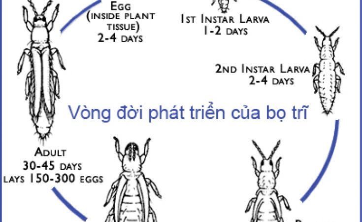 Bọ trĩ hại ớt và thuốc trị bọ trĩ hại ớt