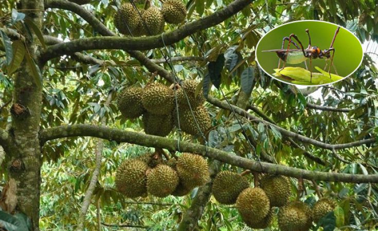 Bọ xít muỗi hại sầu riêng và biện pháp phòng trừ hiệu quả nhất hiện nay