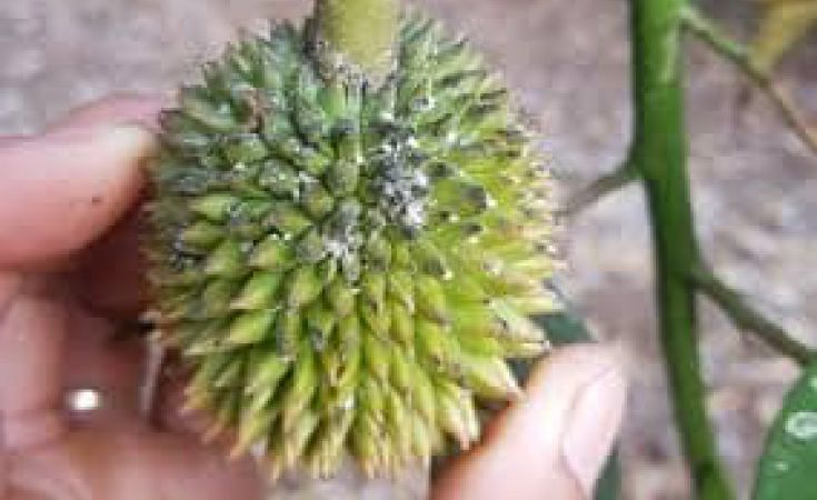 Phòng ngừa rệp sáp trên cây sầu riêng