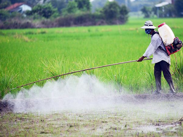 Phun thuốc bảo vệ thực vật đúng cách, an toàn